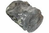 Fossil Whale Lumbar Vertebra - Yorktown Formation #224063-1